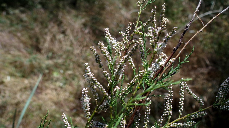 Ai margini 3 - Tamarix sp.